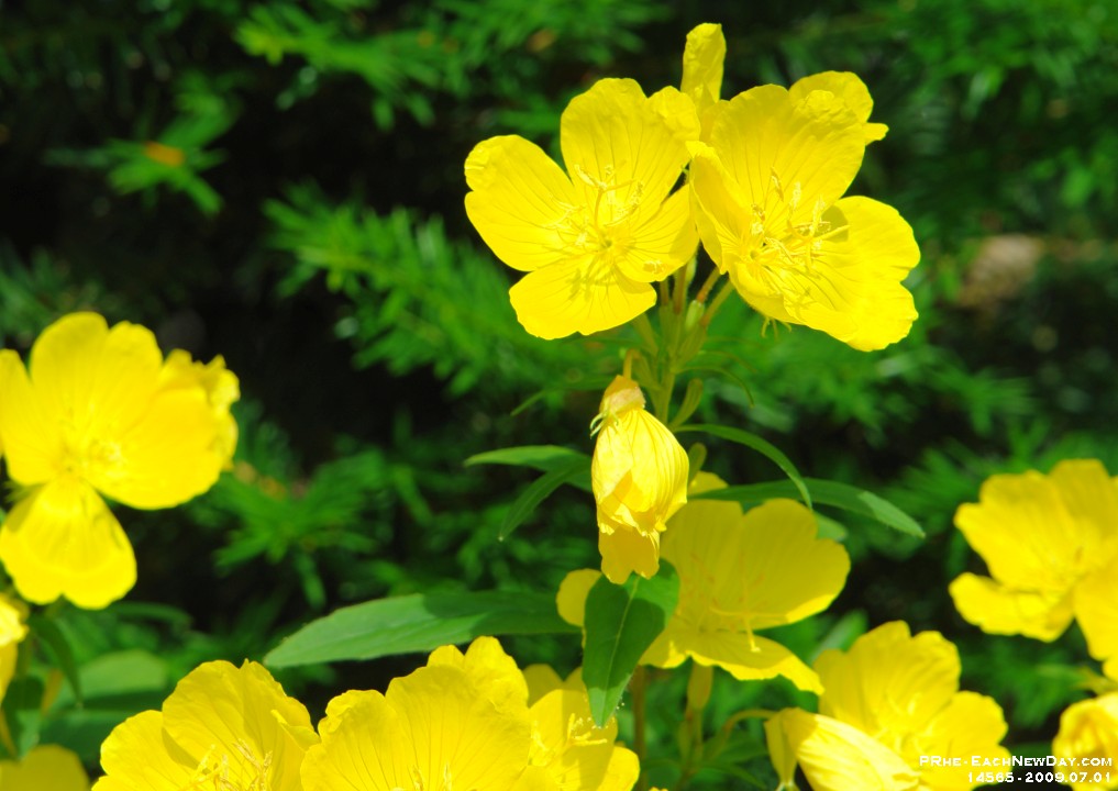 14565Cr - Flowers in the front yard